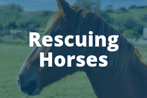 Rescuing Horses